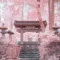 Cherry Blossom