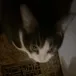 head